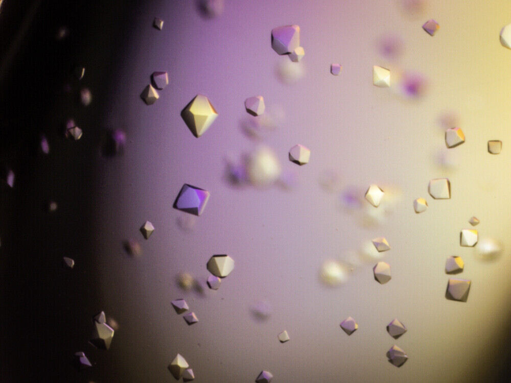 Crystals of the influenza polymerase protein
